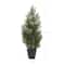 2ft. Potted Mini Cedar Pine Tree